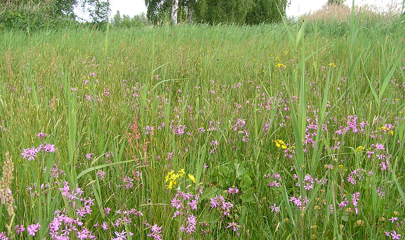 Bewonersfederatie stelt vragen aan de politiek en gaat in&nbsp;gesprek.